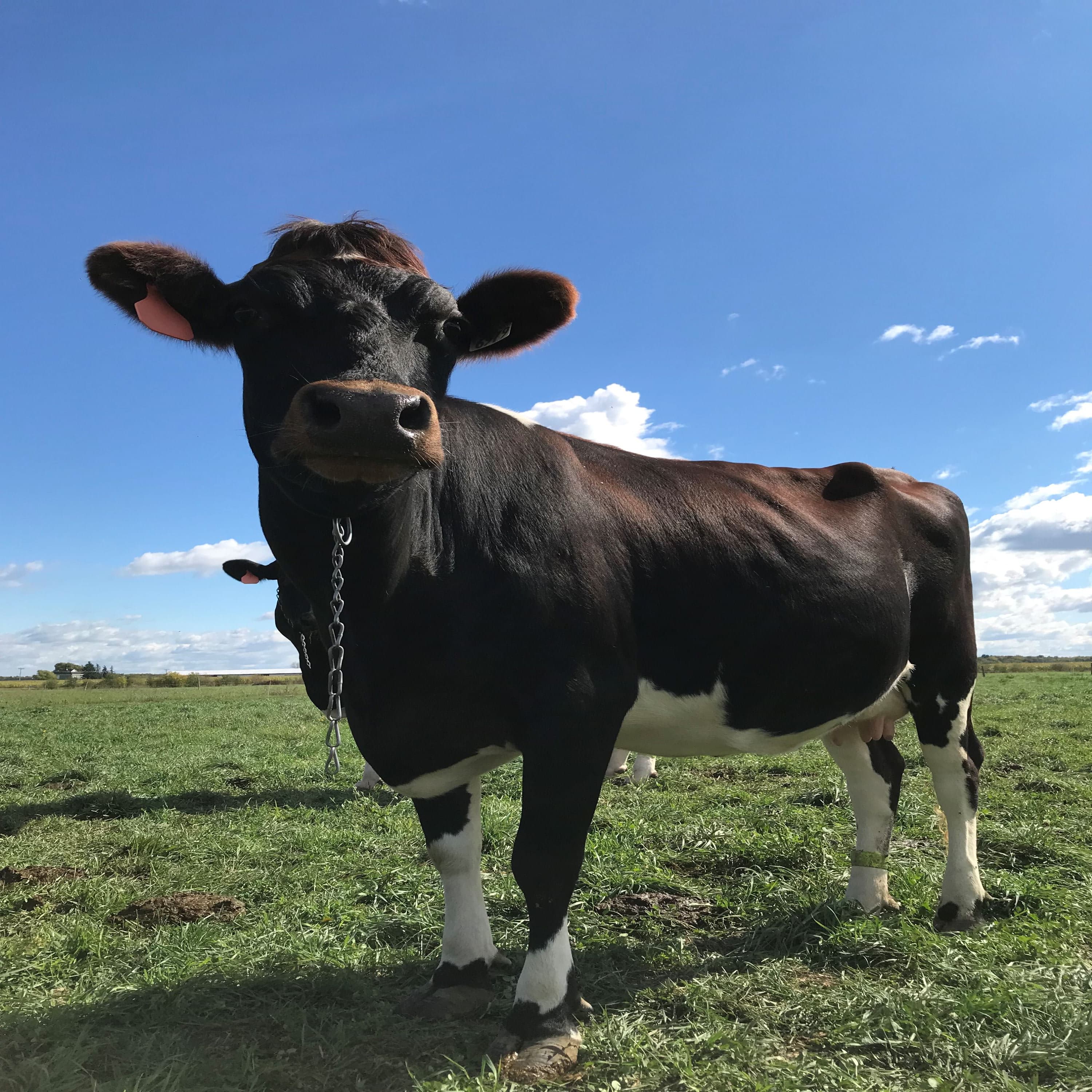 Le podcast du Centre en Agroécomeme