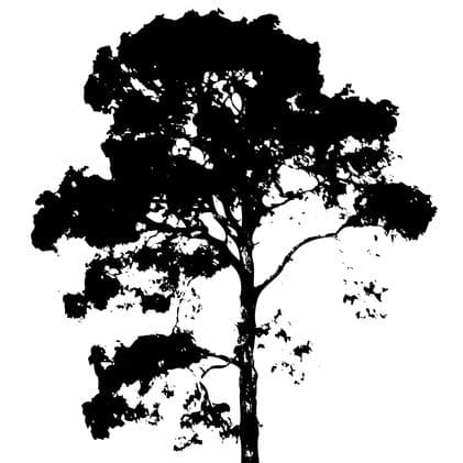 FORÊT BLANCHE